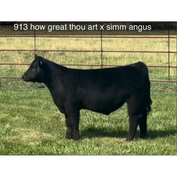 Steer Calf - Tag #: 913