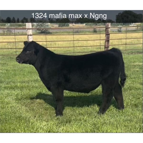 Steer Calf - Tag #: 1324