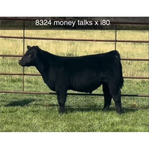 Steer Calf - Tag #: 8324