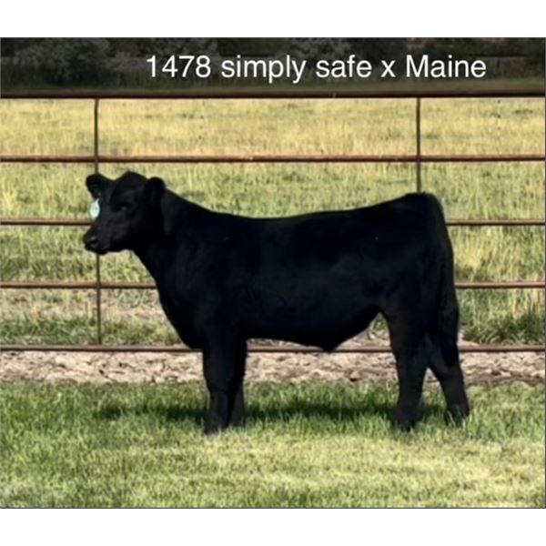 Steer Calf - Tag #: 1478
