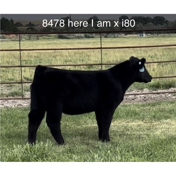 Steer Calf - Tag #: 8478