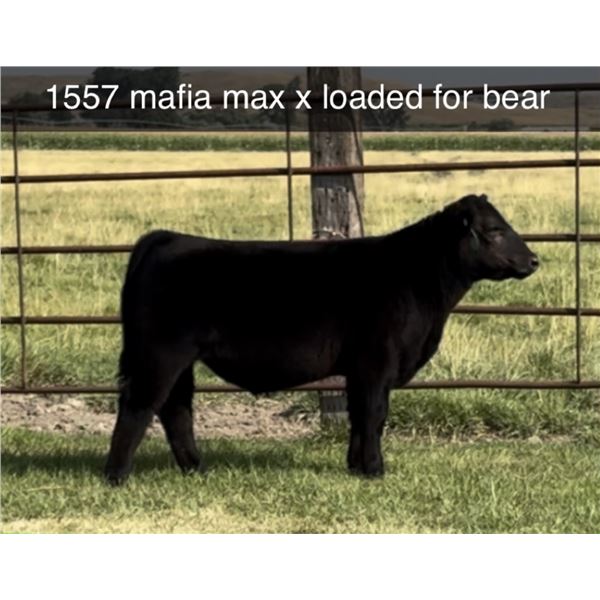 Steer Calf - Tag #: 1557