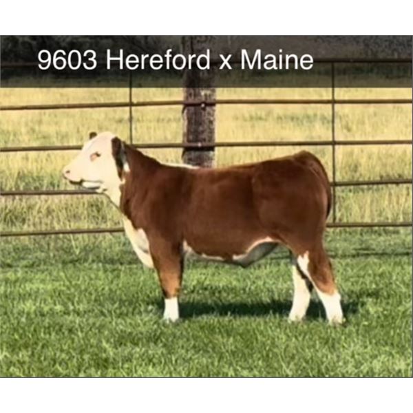 Steer Calf - Tag #: 9603