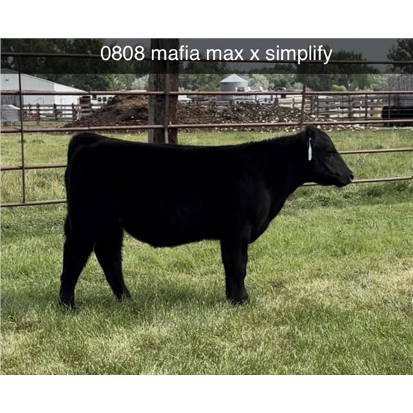Steer Calf - Tag #: O808