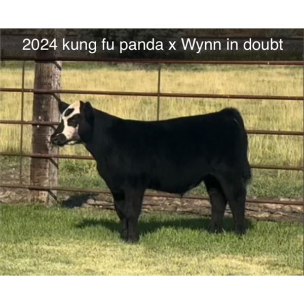 Steer Calf - Tag #: 2024