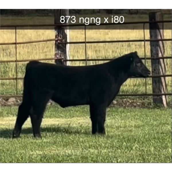 Steer Calf - Tag #: 873