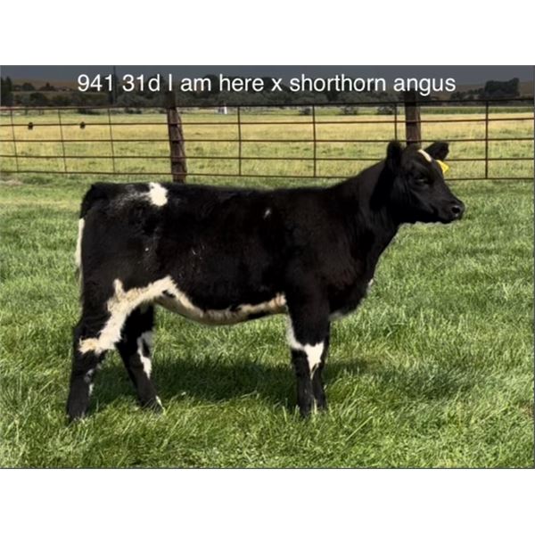 Heifer Calf - Tag #: 941