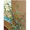 Image 2 : 2 Decorative plants