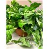 Image 4 : Home Decor Lot