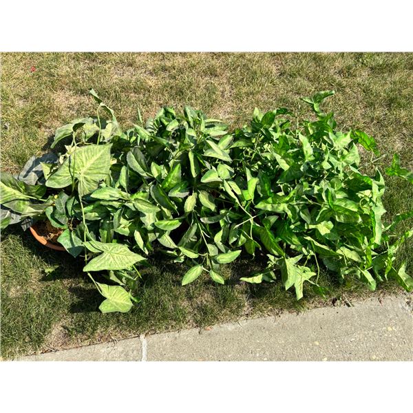 3 Fake potted vines