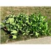 Image 1 : 3 Fake potted vines