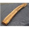 Image 1 : Hawaiian Koa – Live Edge Almost A Full Branch Of Hawaiian Koa With Bark Still On Sides