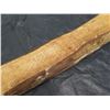 Image 8 : Hawaiian Koa – Live Edge Almost A Full Branch Of Hawaiian Koa With Bark Still On Sides