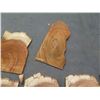 Image 11 : Qty 10 Hawaiian Koa Veneer Slices ~1/4” Thick, Misc Sizes