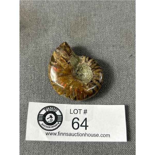 Ammonite Fossil