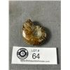 Image 1 : Ammonite Fossil