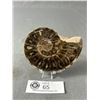 Image 1 : Ammonite Fossil Retails $380