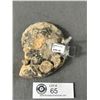 Image 2 : Ammonite Fossil Retails $380