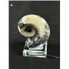 Image 2 : Goniatite Fossil Specimen. Retails $300.00