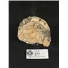 Image 2 : Ammonite Fossil. Retails $380.00