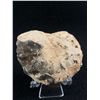 Image 2 : Ammonite Fossil (Morocco) Retails $480.00