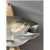 Image 2 : Large Vintage Taxidermy Trout Fish. Approx. 22.5" L x 8" H On 24"L Driftwood Mount