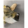Image 2 : Large Vintage Taxidermy Bass Fish. Approx. 18"L x 7.5" H On 16" Driftwood Mount