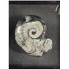 Image 2 : Ammonite Fossil in Floating Diplay Case
