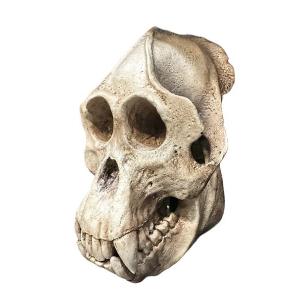 Planet of the Apes, Kingdom of the. (2024) - Gorilla Skull