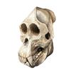 Image 1 : Planet of the Apes, Kingdom of the. (2024) - Gorilla Skull