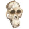 Image 2 : Planet of the Apes, Kingdom of the. (2024) - Gorilla Skull