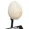 Image 2 : Planet of the Apes, Kingdom of the. (2024) - Prop Eagle Egg with Display