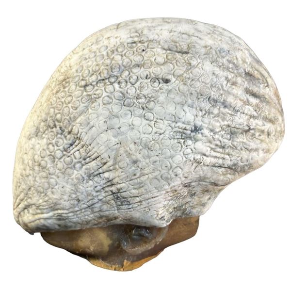 The Day the Earth Stood Still (2008) - Klaatu (Keanu Reeves) Biomechanical Suit Head Prosthetic