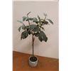 Image 1 : * Faux Walnut Tree in Pot - 42" Tall
