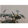 Image 2 : * Faux Walnut Tree in Pot - 42" Tall