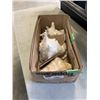 Image 1 : 3 CONCH SHELLS