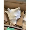 Image 3 : 3 CONCH SHELLS