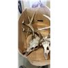 Image 2 : 2 ANIMAL SKULLS WOTH HORNS