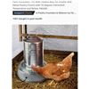 Image 2 : Chicken Accessory