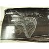 Image 2 : Scrimshawed baleen of raven by Robert Crumley 10" long (2)