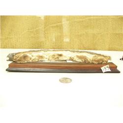 Imported relief carved mammoth ivory 10" long, group of 5 swimming salmon #061 - damaged (2)