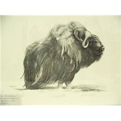 Musk ox by Annette Hartzell (229)