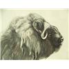 Image 2 : Musk ox by Annette Hartzell (229)