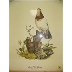 CHOICE on 7 shrink wrapped prints (229)