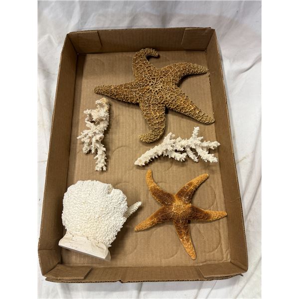 Starfish and coral