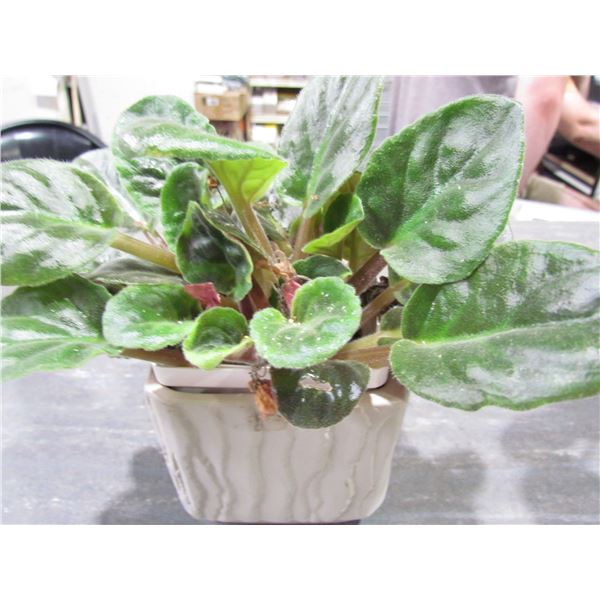 AFRICAN VIOLET   LIVE PLANT
