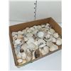 Image 1 : 2Lb Box Of Shells
