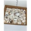 Image 2 : 2Lb Box Of Shells