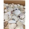 Image 4 : 2Lb Box Of Shells