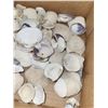 Image 5 : 2Lb Box Of Shells